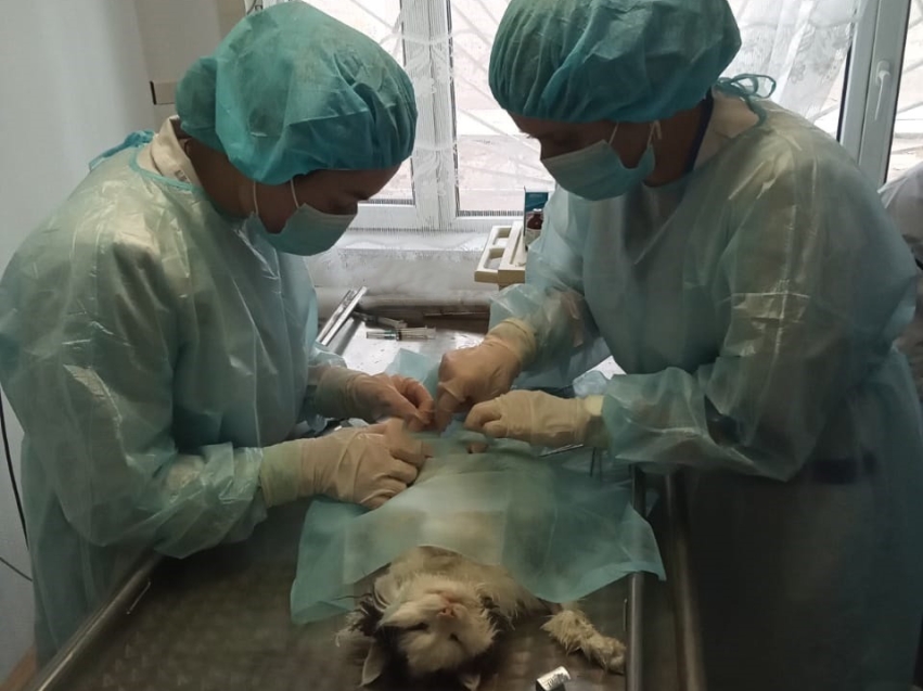 Студенты-ветеринары практикуют лечение животных на ветеринарной станции в Забайкалье 